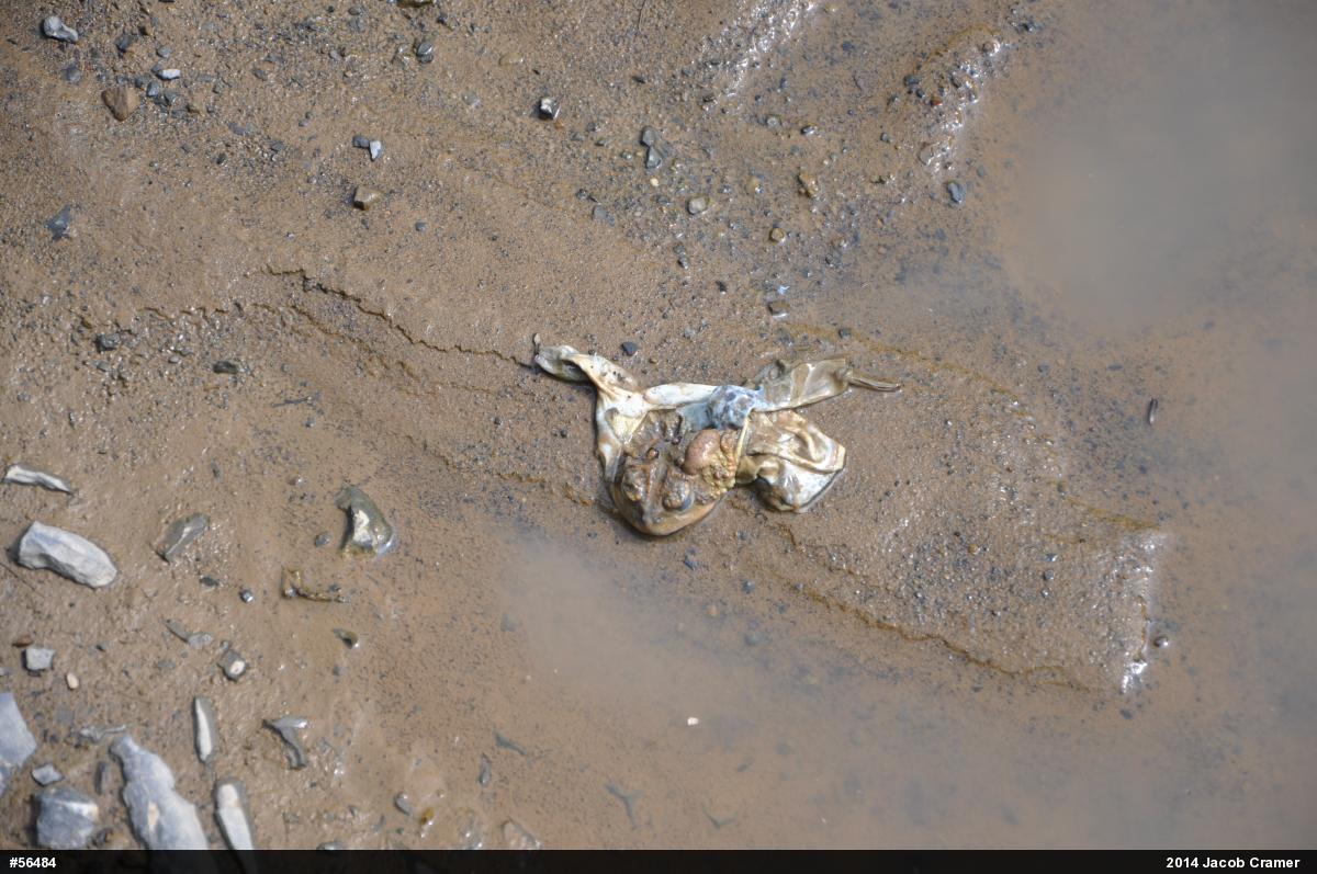 Eastern American Toad