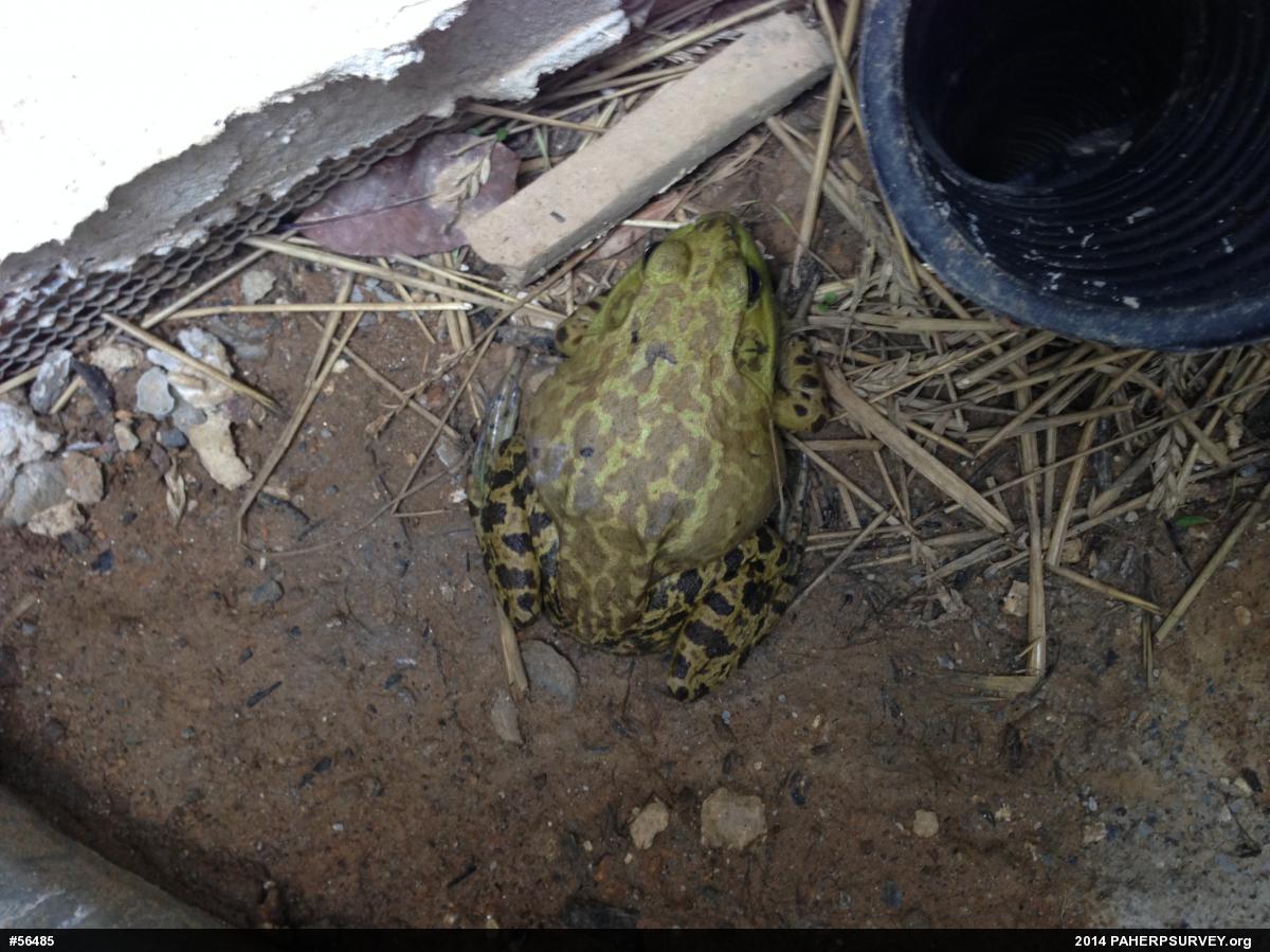 American Bullfrog