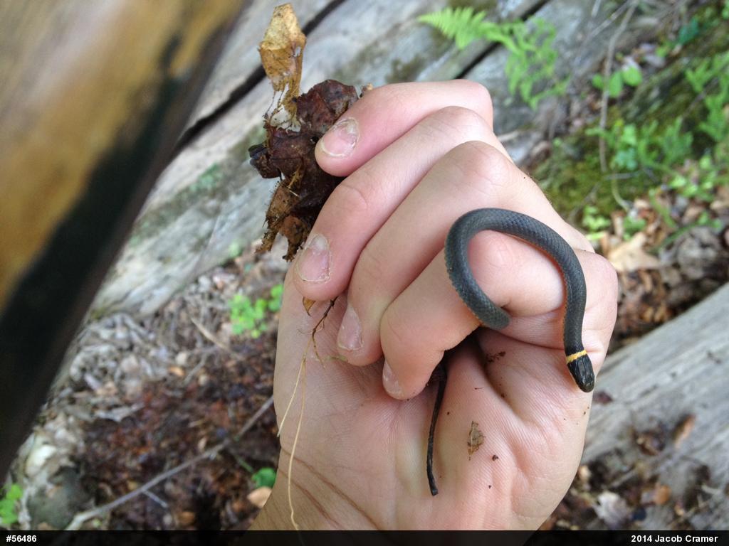 Northern Ring-necked Snake