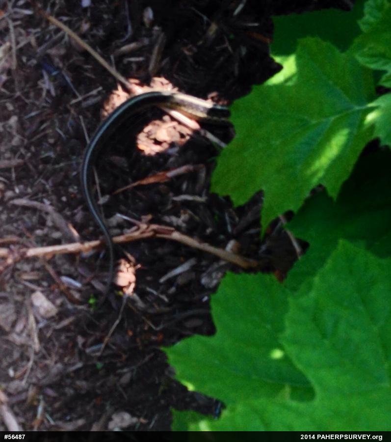 Eastern Gartersnake