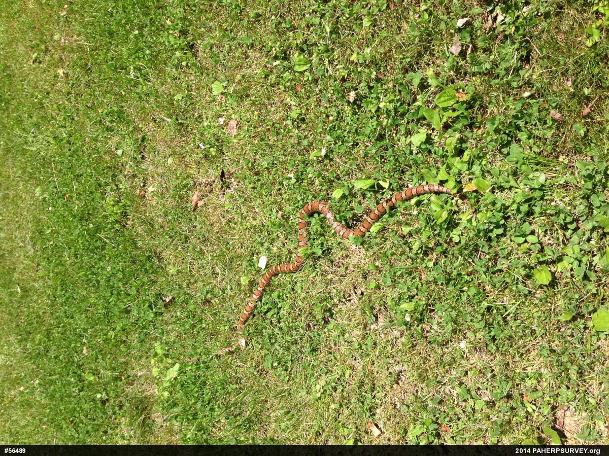 Eastern Milksnake