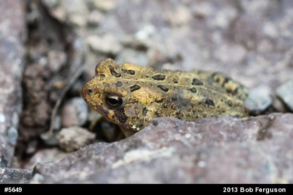 True Toads