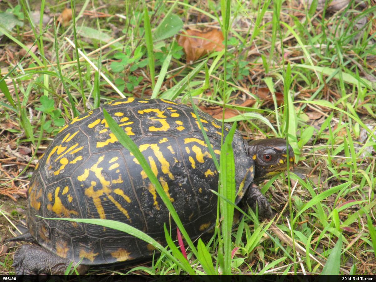 Eastern Box Turtle