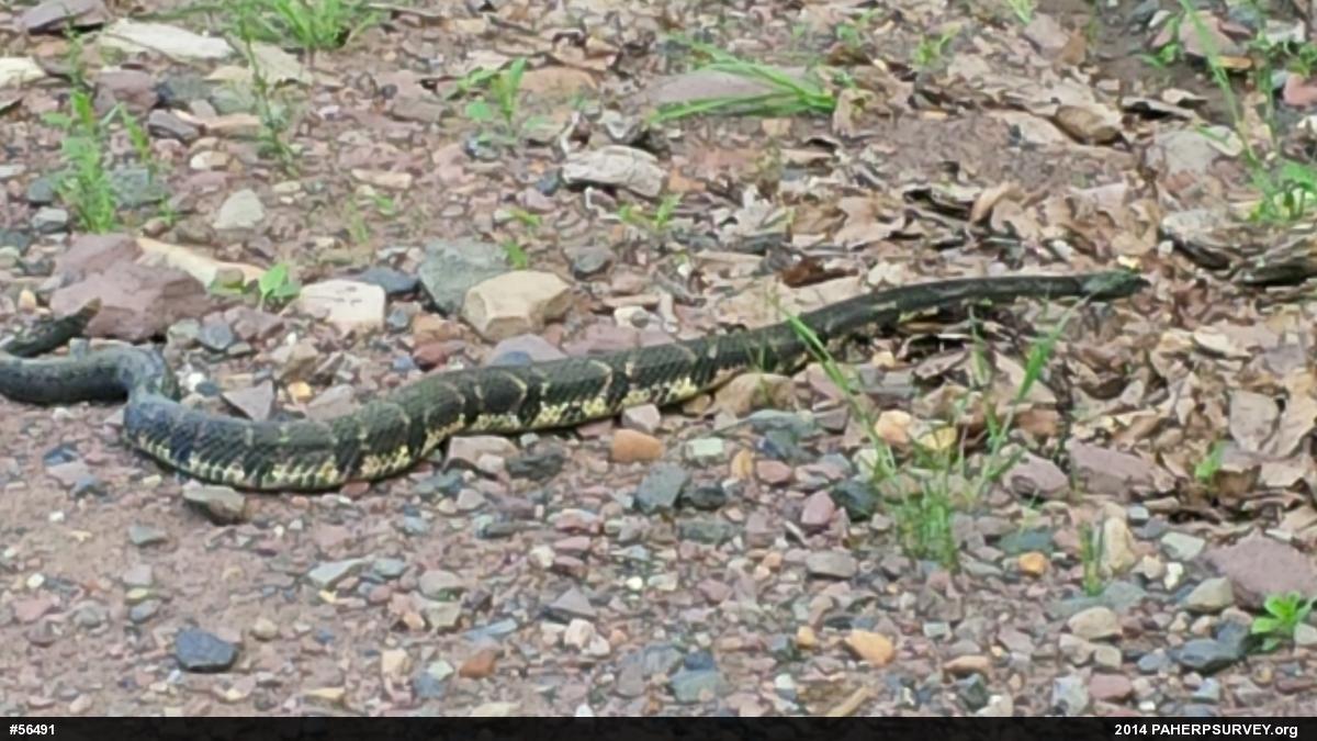 Timber Rattlesnake
