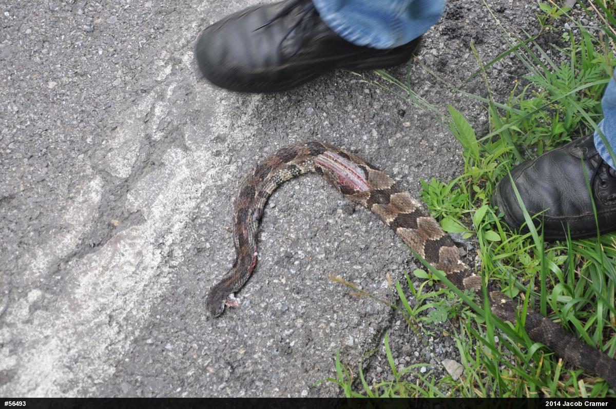 Timber Rattlesnake