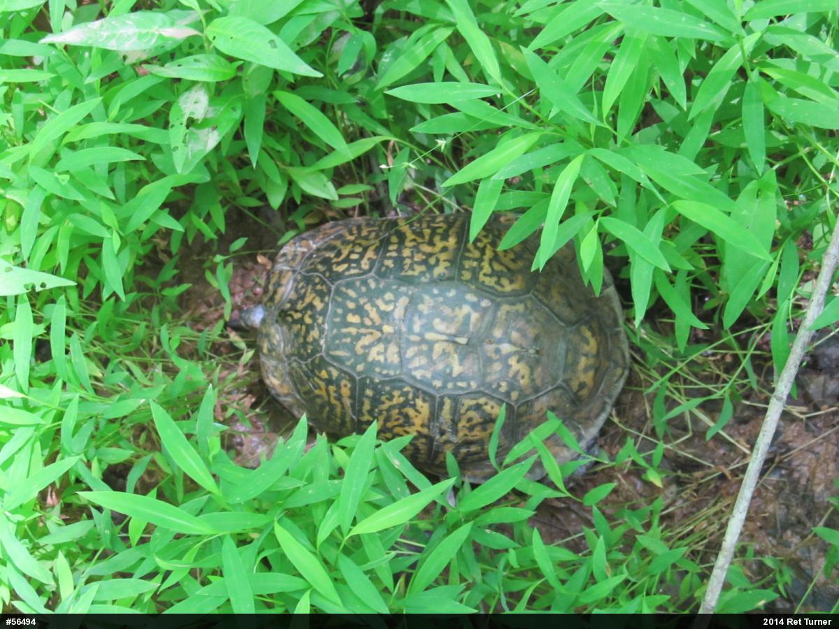 Eastern Box Turtle