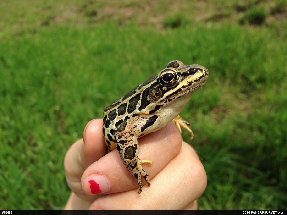Pickerel Frog