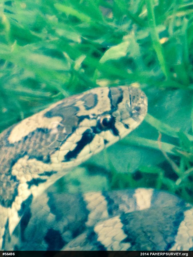 Eastern Milksnake