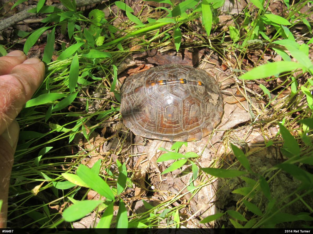 Eastern Box Turtle