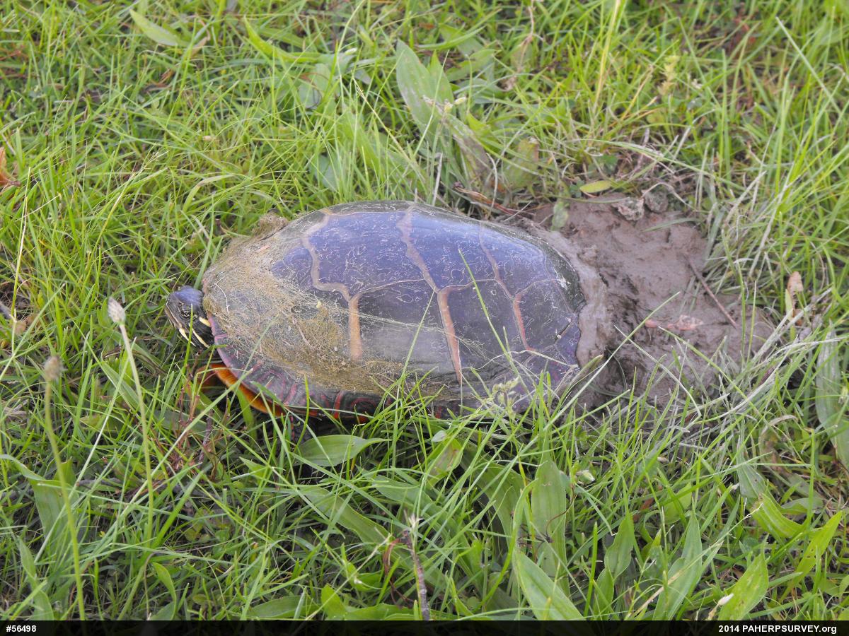 Eastern Painted Turtle