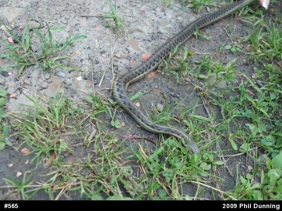 Eastern Gartersnake