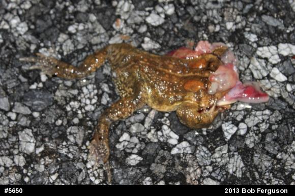 Eastern American Toad