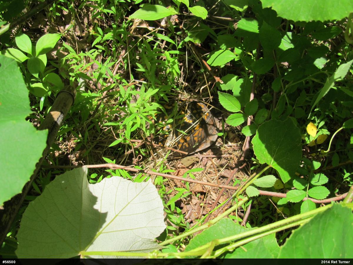 Eastern Box Turtle