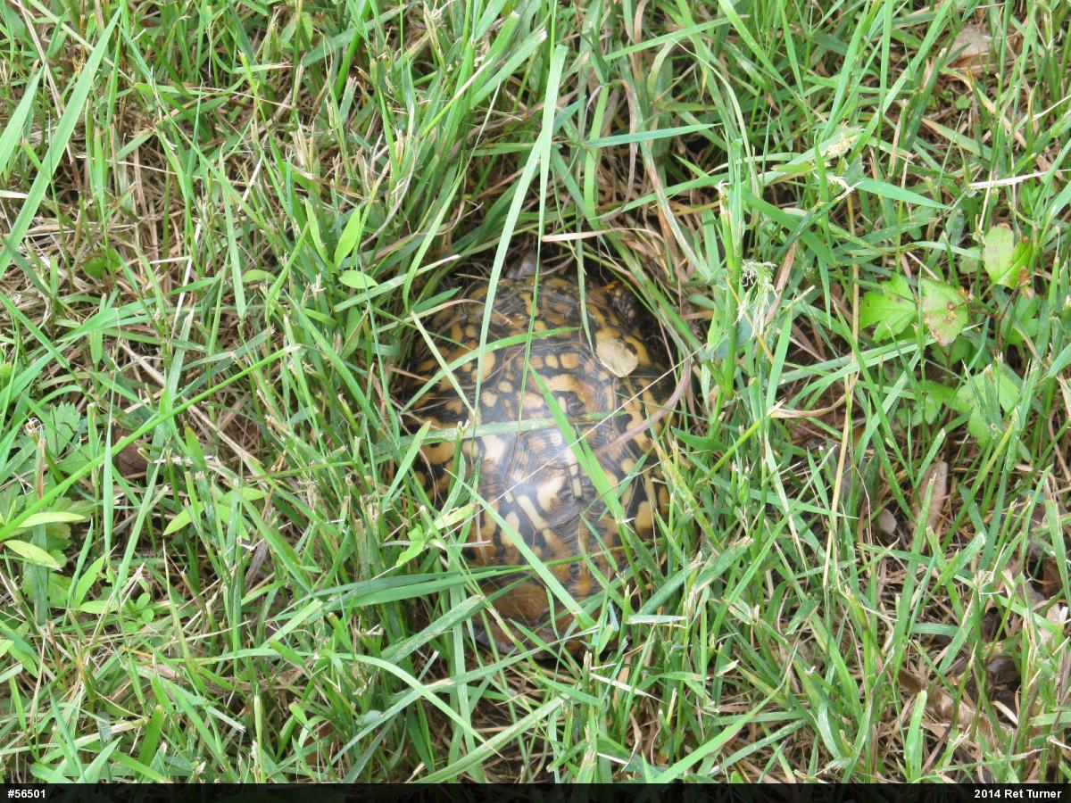 Eastern Box Turtle