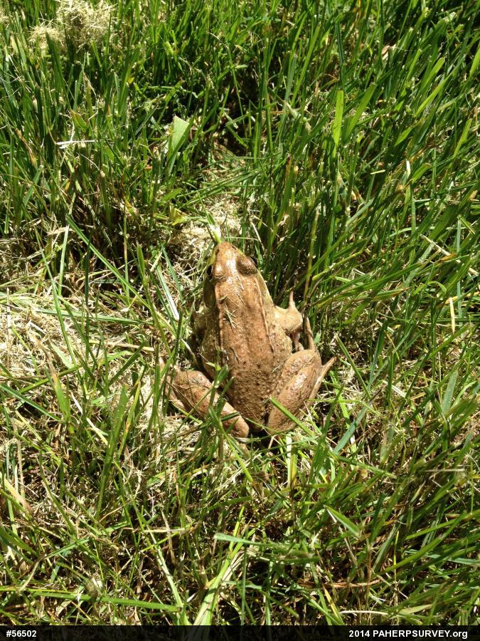 Green Frog