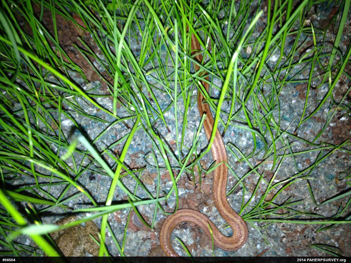 Dekay's Brownsnake