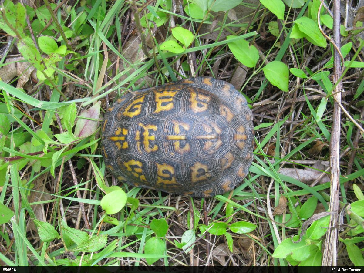Eastern Box Turtle