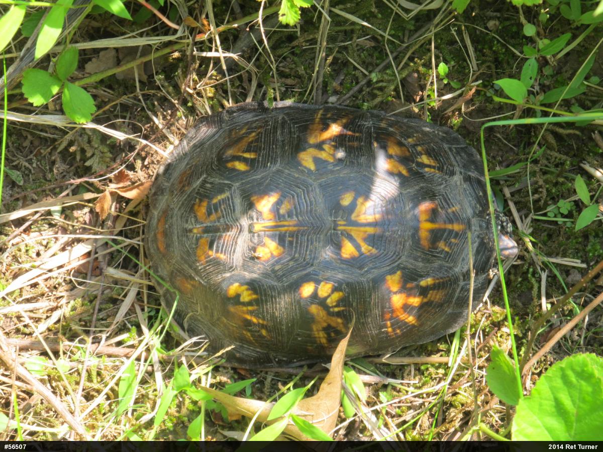 Eastern Box Turtle
