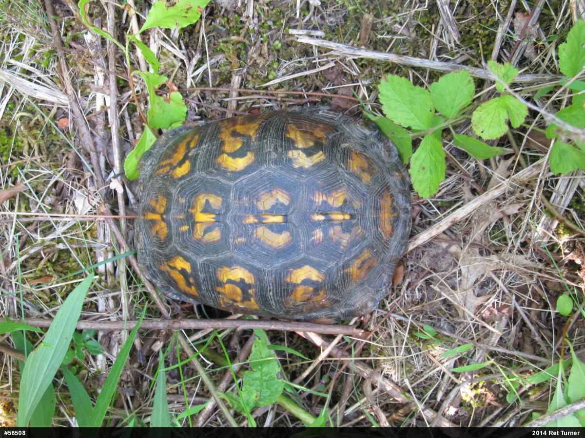 Eastern Box Turtle