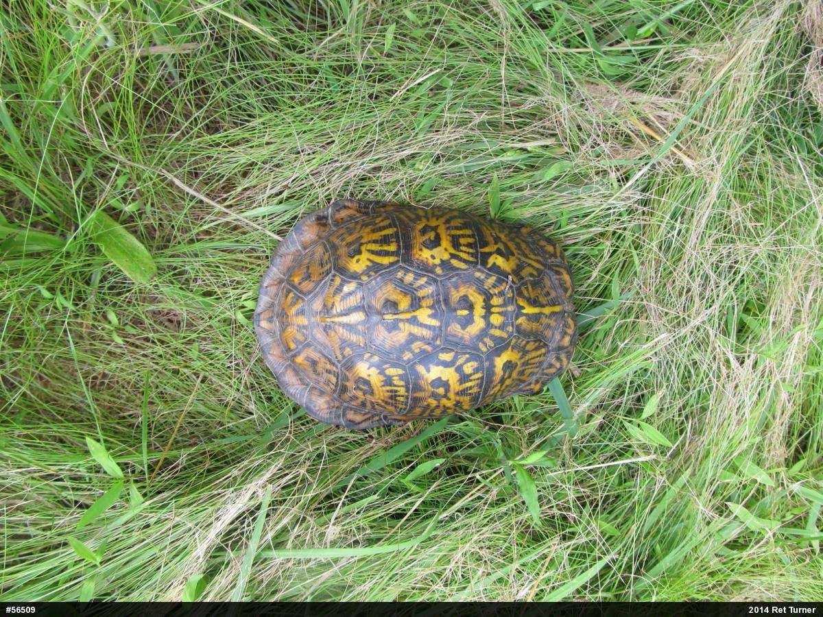 Eastern Box Turtle