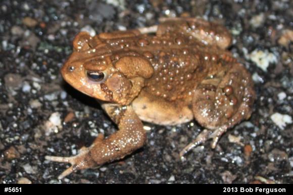 Eastern American Toad