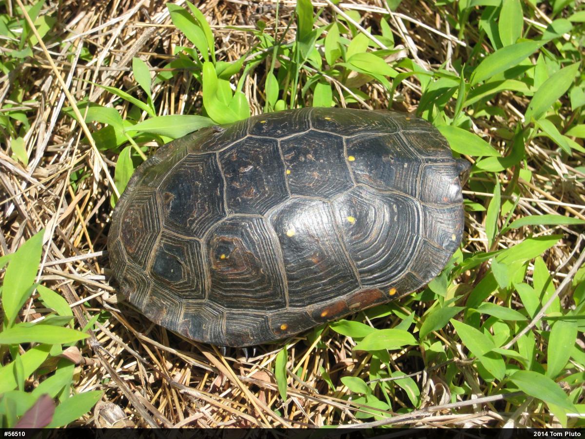 Spotted Turtle