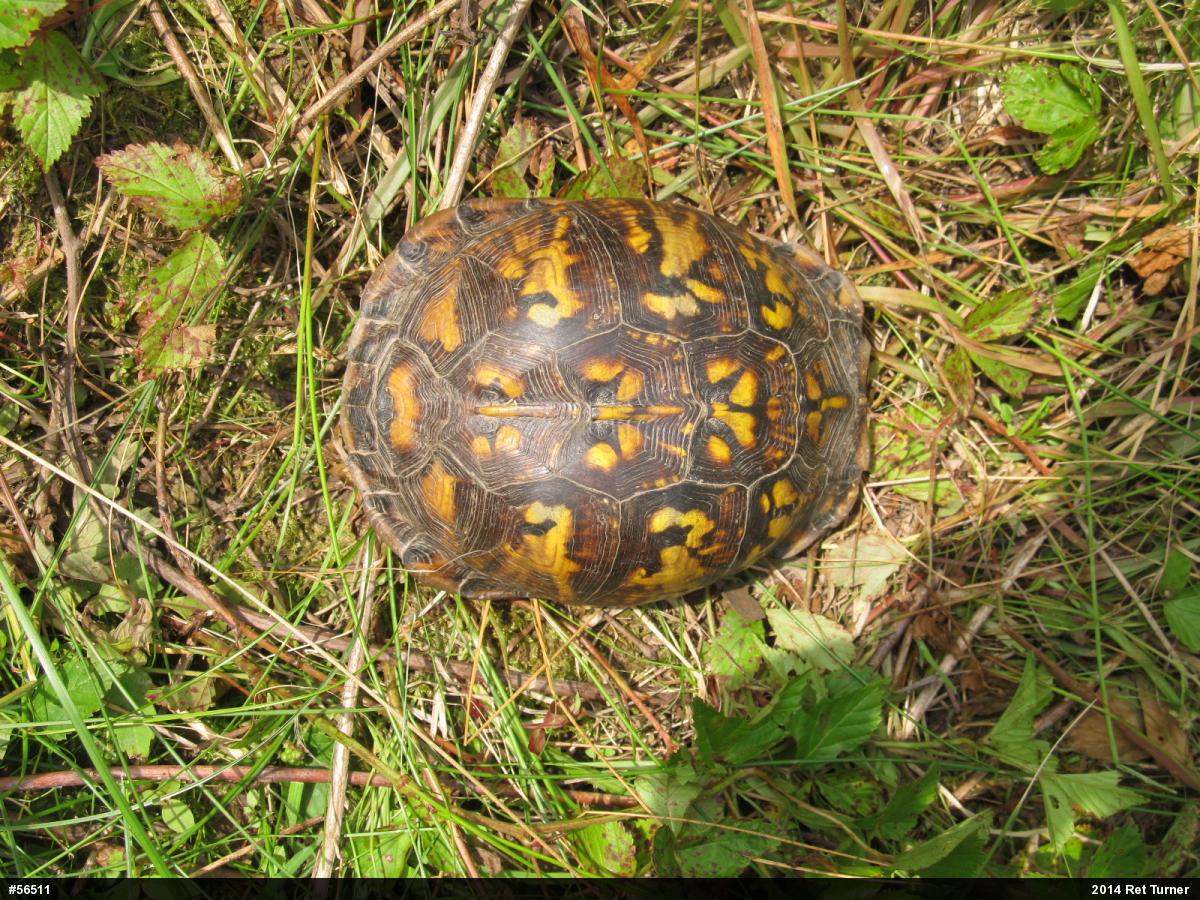Eastern Box Turtle