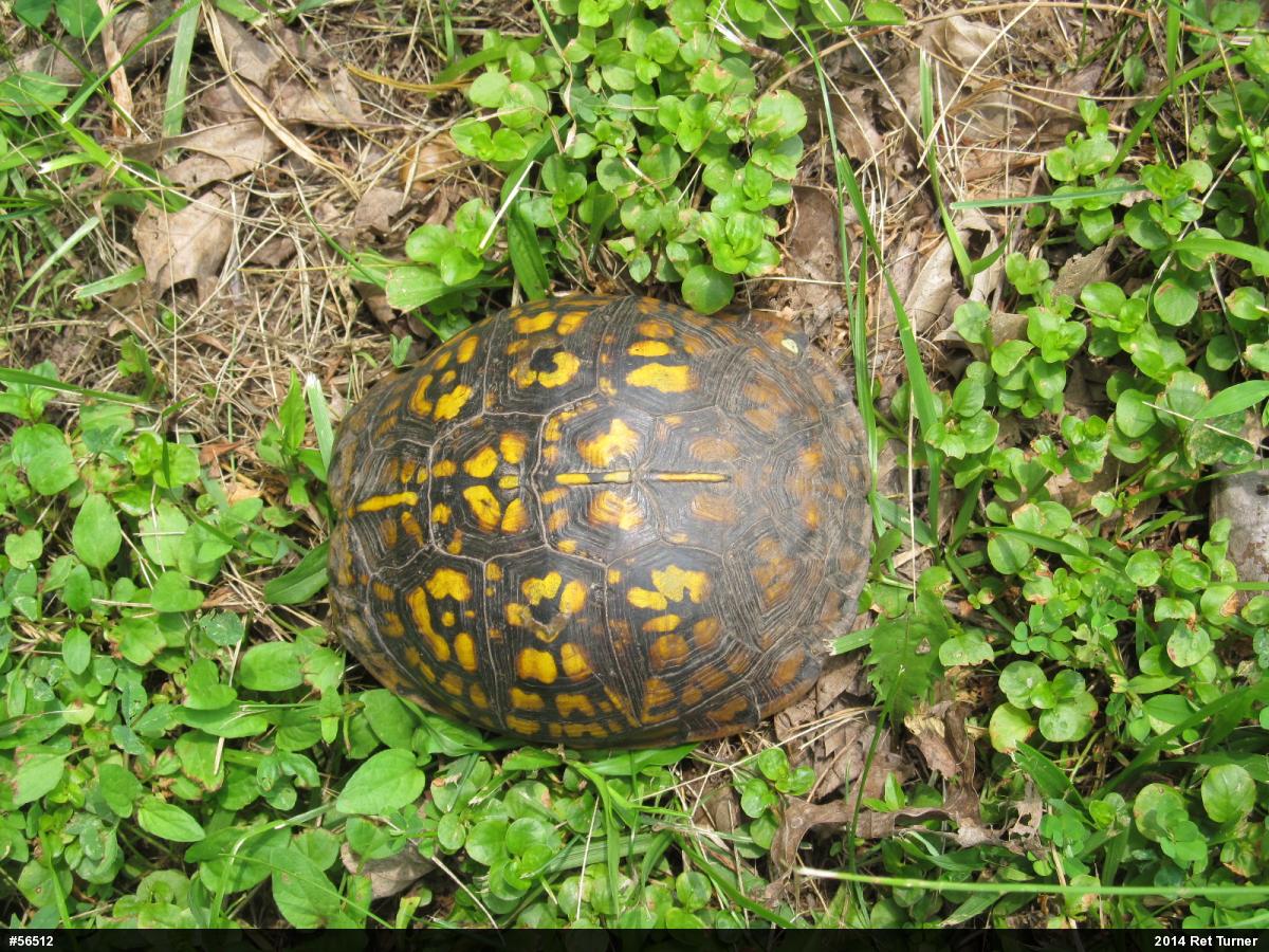 Eastern Box Turtle