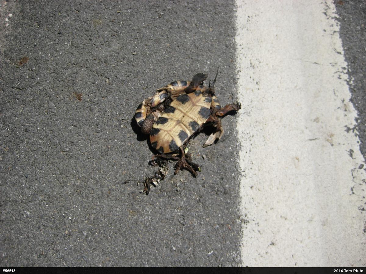 Wood Turtle