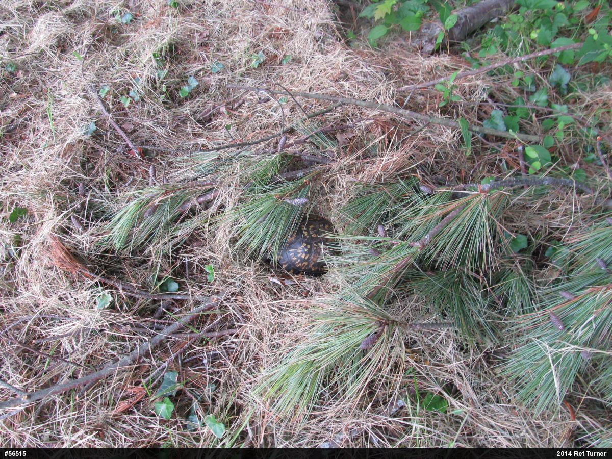 Eastern Box Turtle