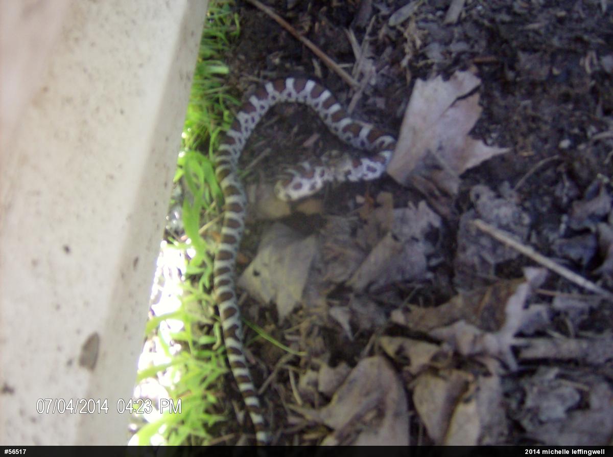 Eastern Milksnake