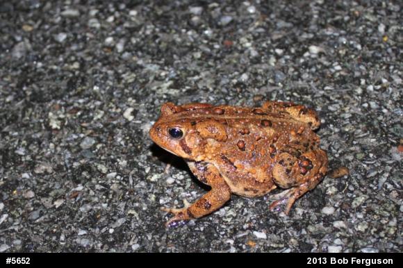 Eastern American Toad