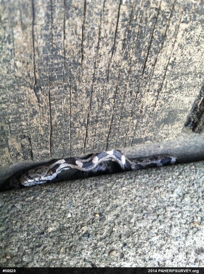 Eastern Ratsnake