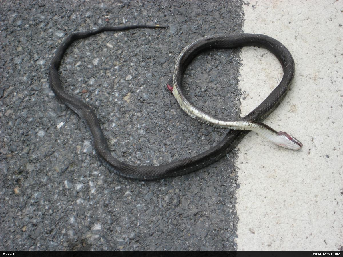 Eastern Ratsnake