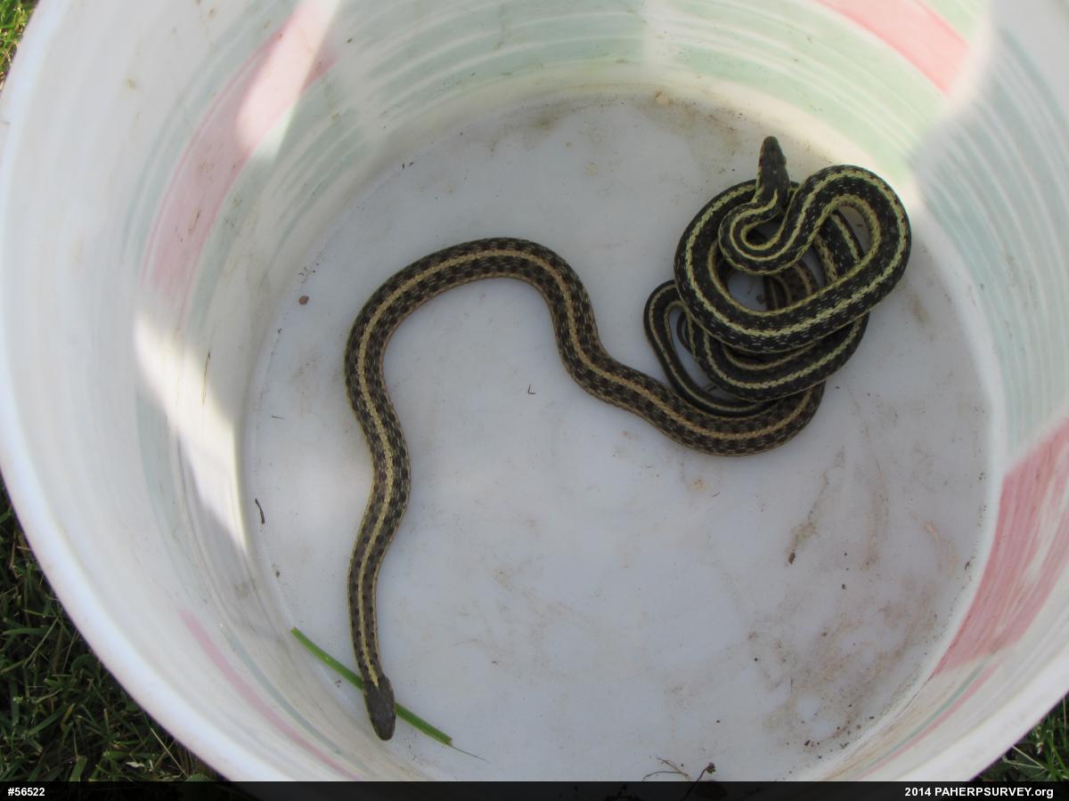 Eastern Gartersnake