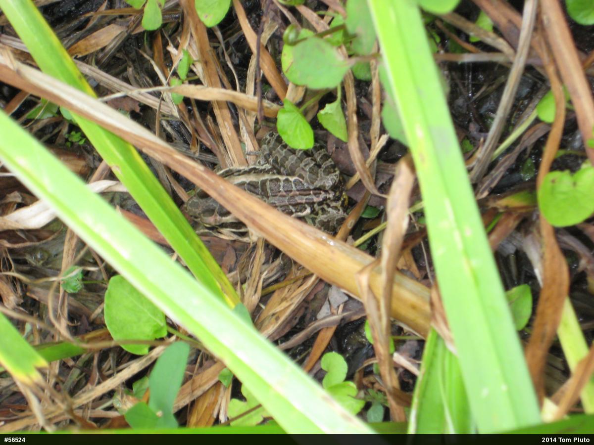 Pickerel Frog