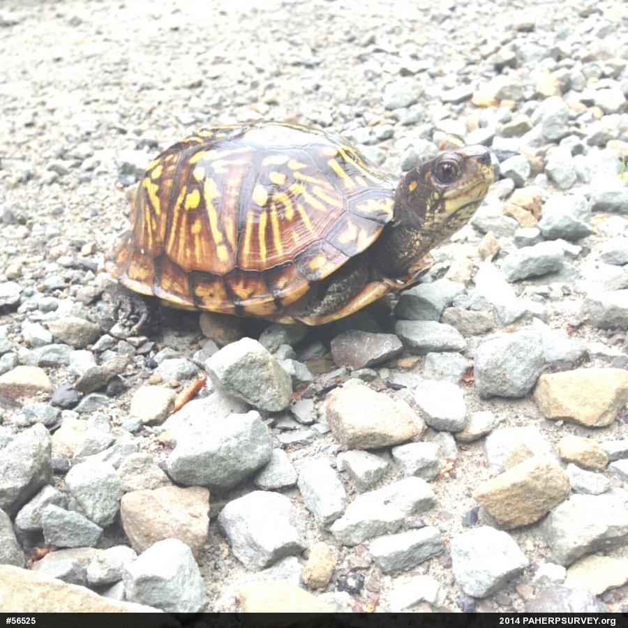 Eastern Box Turtle