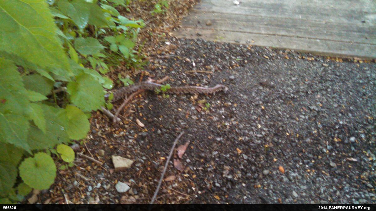 Eastern Milksnake