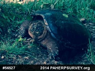 Snapping Turtle