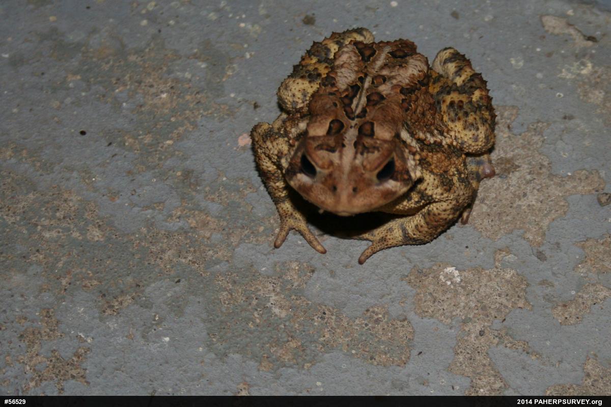 Eastern American Toad