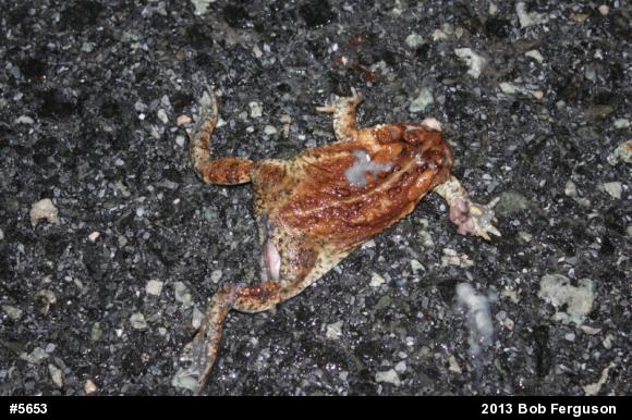 Eastern American Toad