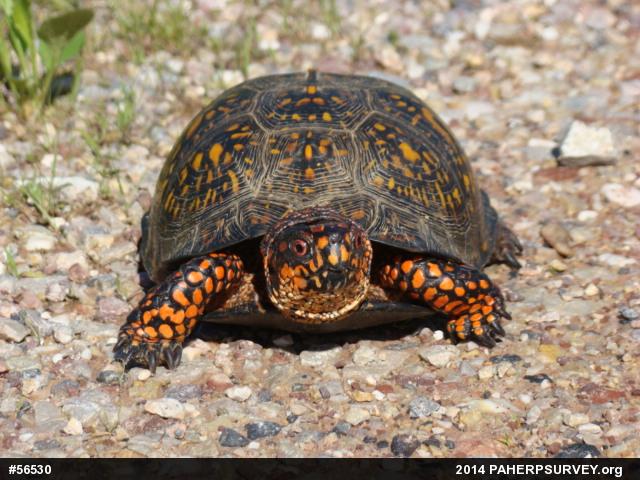 Eastern Box Turtle