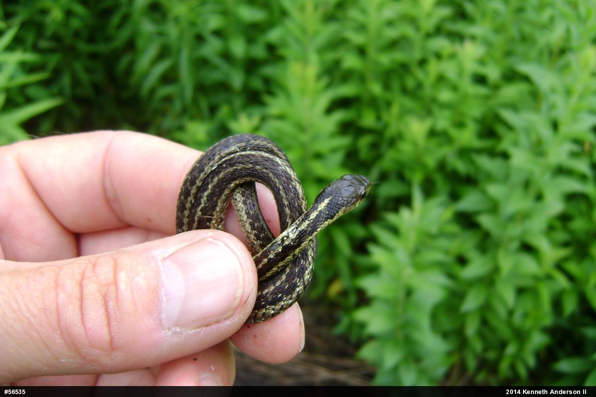 Eastern Gartersnake