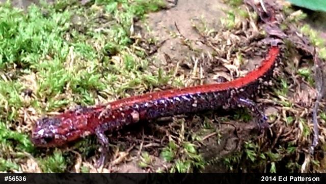 Eastern Red-backed  Salamander