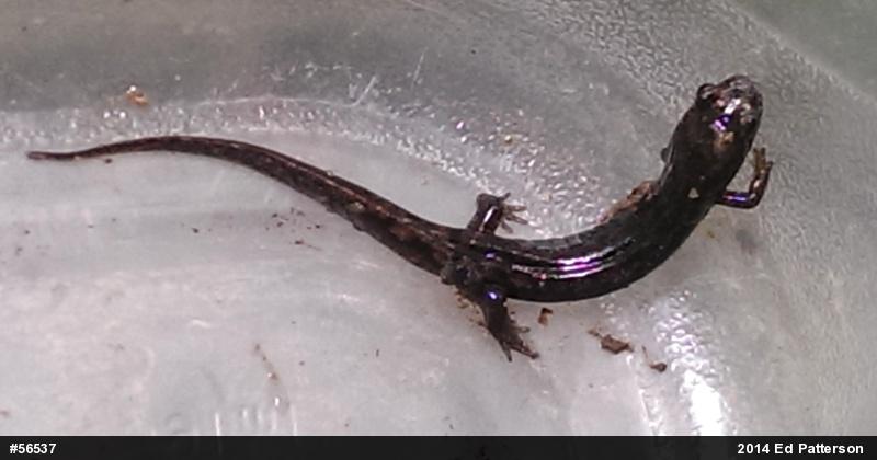 Seal Salamander