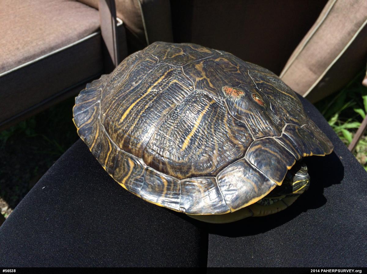 Red-eared Slider