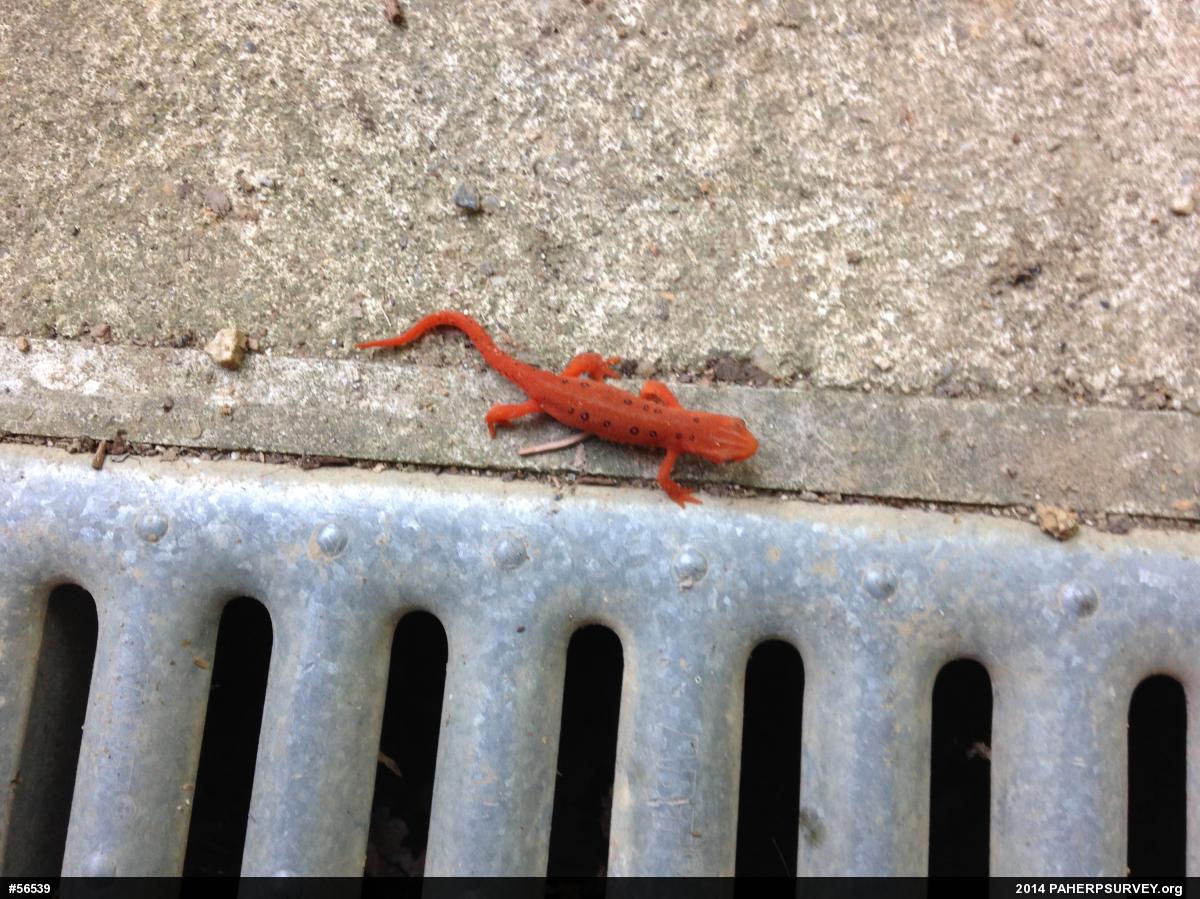 Red-spotted Newt