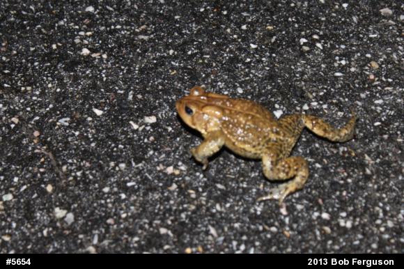 Eastern American Toad