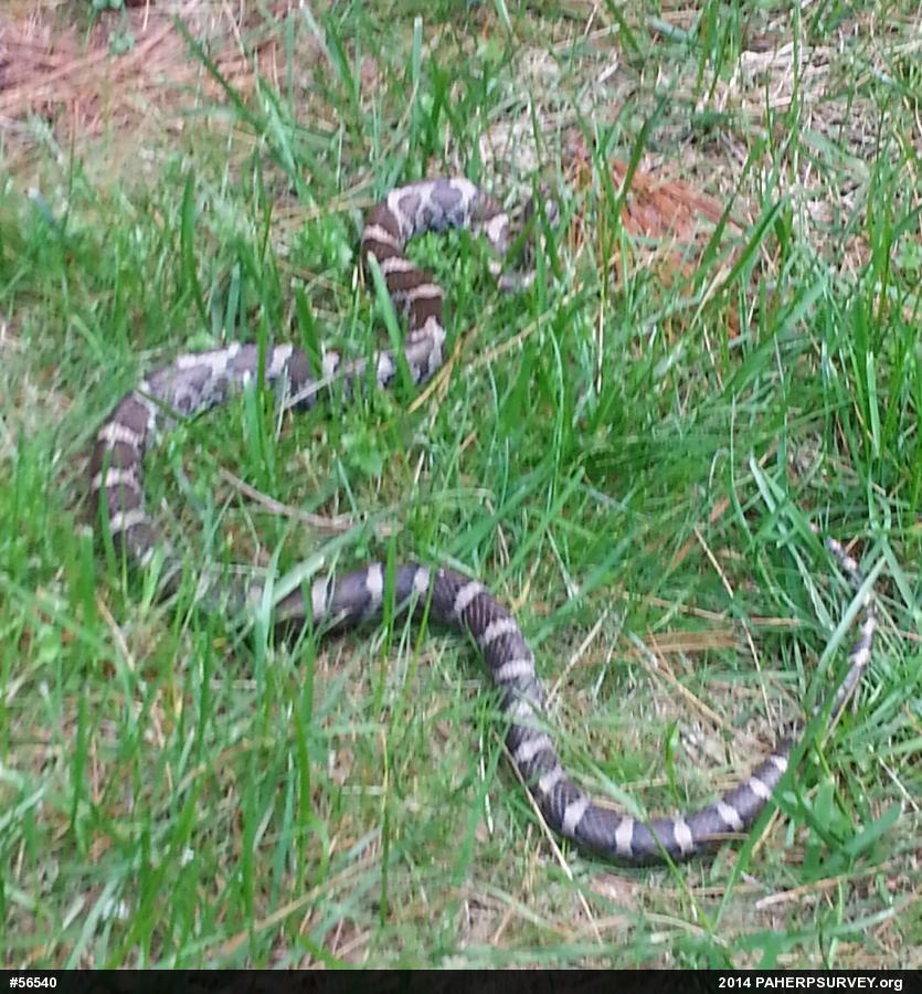 Eastern Milksnake