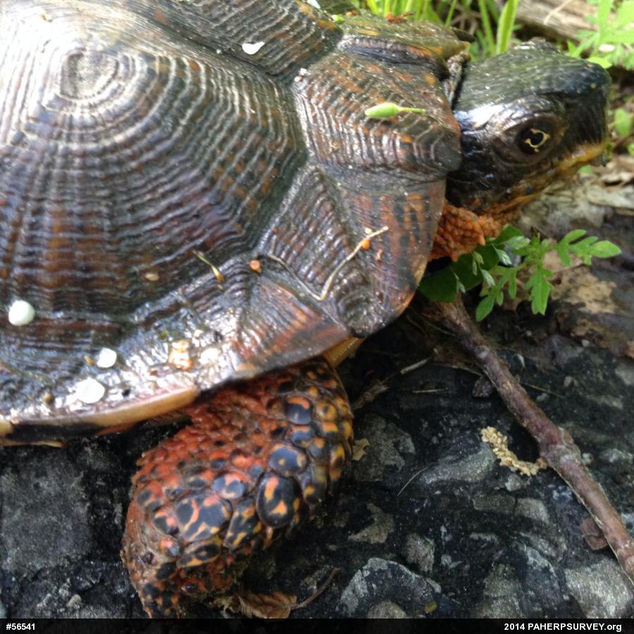 Wood Turtle